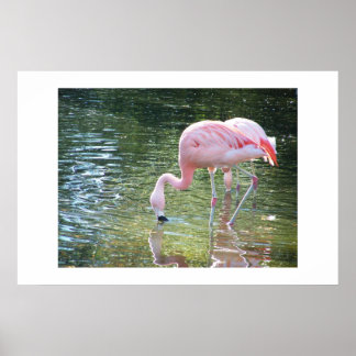 Póster La bebida de Flamingo