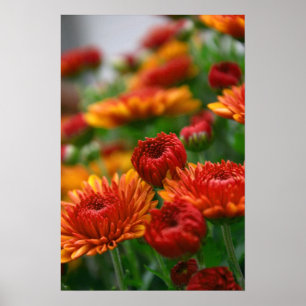 Póster La belleza de la caída