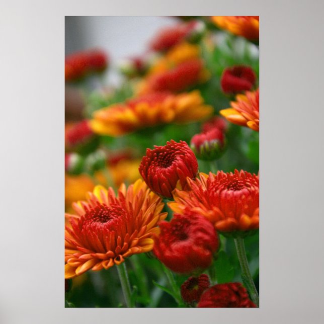 Póster La belleza de la caída (Frente)