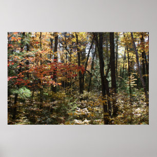 Póster La belleza de los bosques profundos