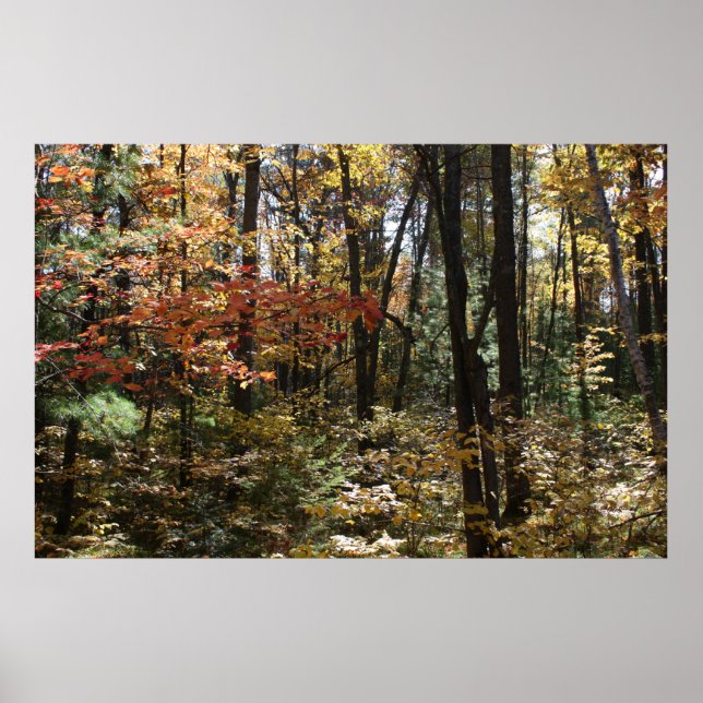 Póster La belleza de los bosques profundos (Frente)