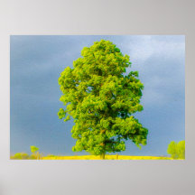 La belleza en la tormenta