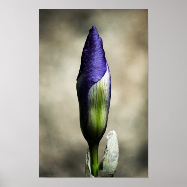 Póster La belleza que llega impresa (Frente)
