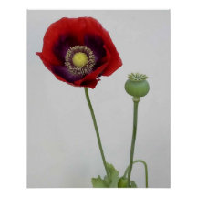 La belleza también es la bestia.