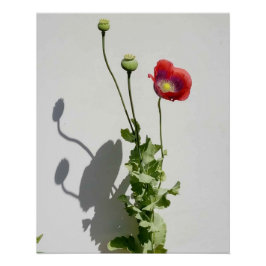 Póster La belleza también es la bestia.