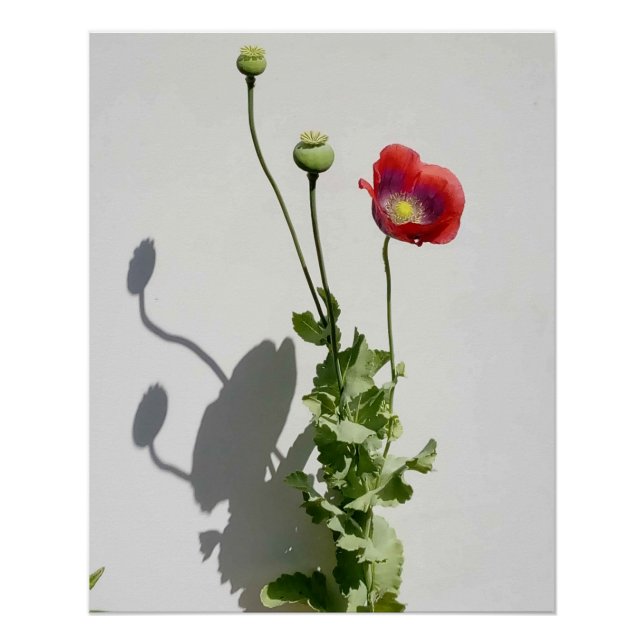 Póster La belleza también es la bestia. (Anverso)