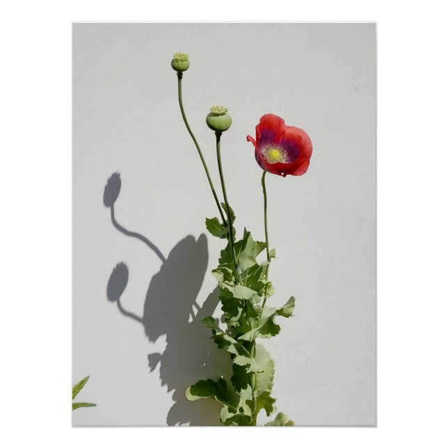 Póster La belleza también es la bestia. (Anverso)