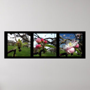 Póster La belleza viene