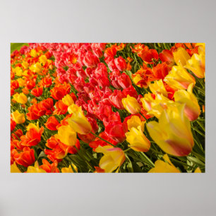 PÓSTER LA BENDICIÓN DE LOS TULIPS EN UN POSTER DE PARQUE