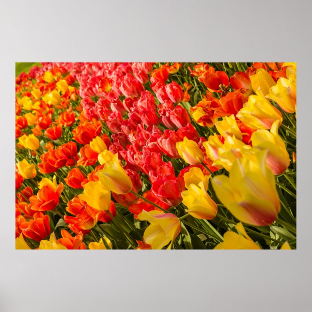 PÓSTER LA BENDICIÓN DE LOS TULIPS EN UN POSTER DE PARQUE (Frente)