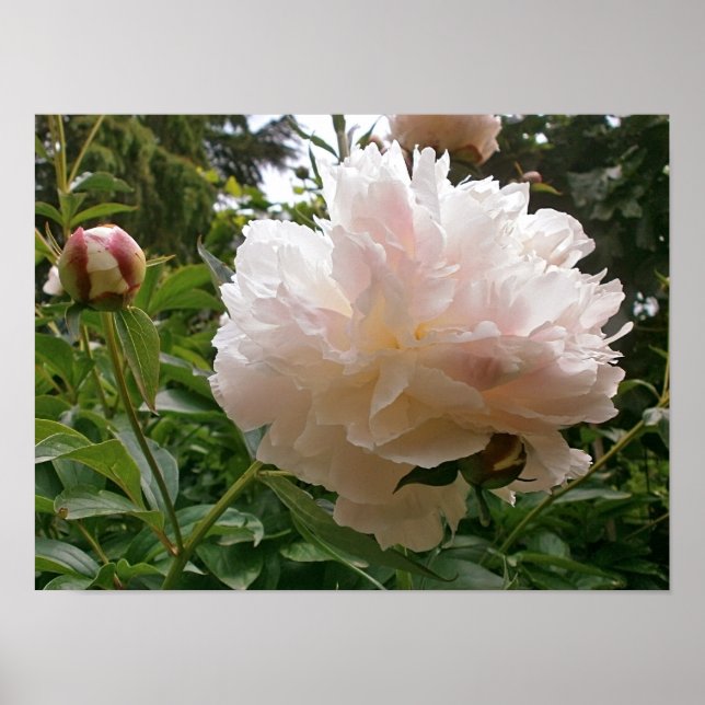 Póster La Blossom Peony Rosa. (Frente)