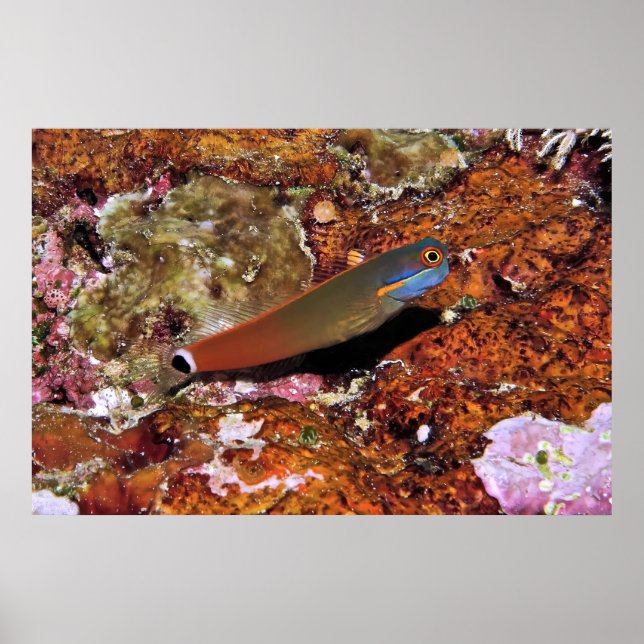 Póster La boca abierta en una esponja (Frente)