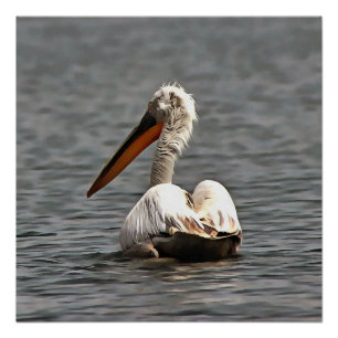 Póster La Brisa Del Mar Golpea Al Pelícano Donde Quiere