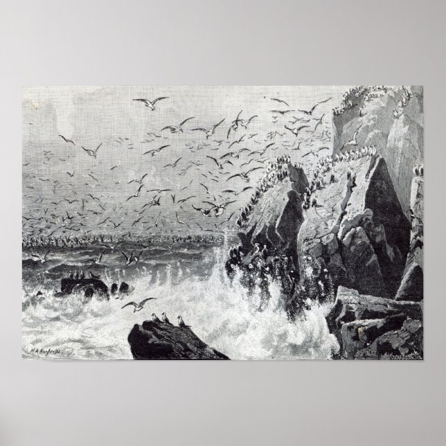 Póster La brutalidad de las gaviotas (Frente)