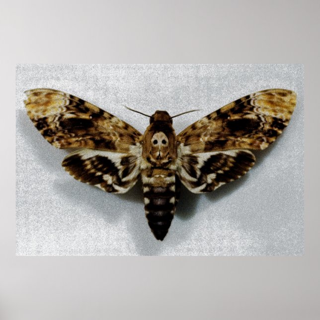 Póster La cabeza de la muerte Hawkmoth Acherontia Lachesi (Frente)