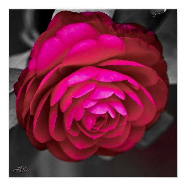 Póster La Camelia Rosa  (Anverso)
