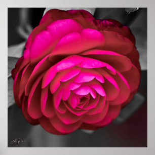 Póster La Camelia Rosa