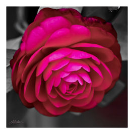 Póster La camellia rosada