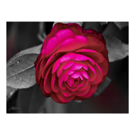 Póster La camellia rosada