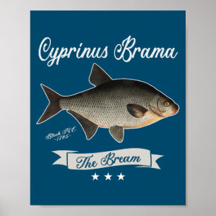 Póster La Carpa Brema Común Pez Brema Antiguo