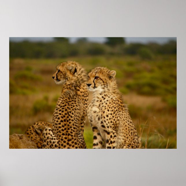 PÓSTER LA CAZA (Frente)