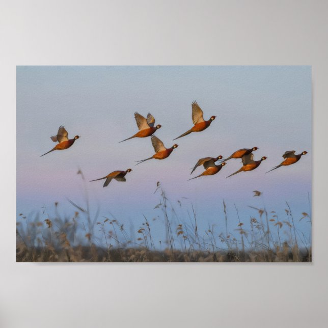 Póster La caza comienza la temporada de caza de recompens (Frente)