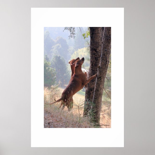 Póster La caza de ardillas (Frente)