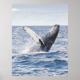 Póster La caza de ballenas jorobada de los estados unidos