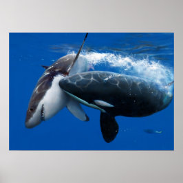 Póster La caza de orca del gran tiburón blanco