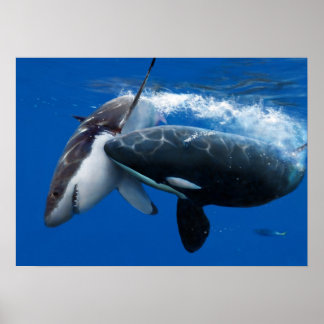 Póster La caza de orca del gran tiburón blanco