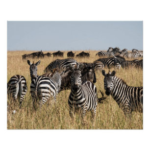 Póster La cebra de Grant