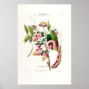 Póster La Chevelure Des Amazones Amerique Botánico Rosa