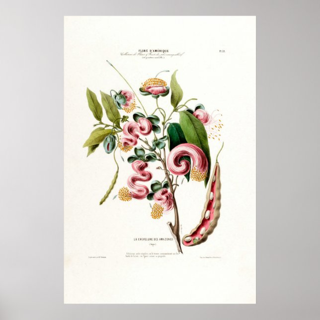 Póster La Chevelure Des Amazones Amerique Botánico Rosa (Frente)