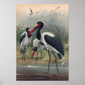 Póster La cigüeña montada en silla de ruedas por Joseph W