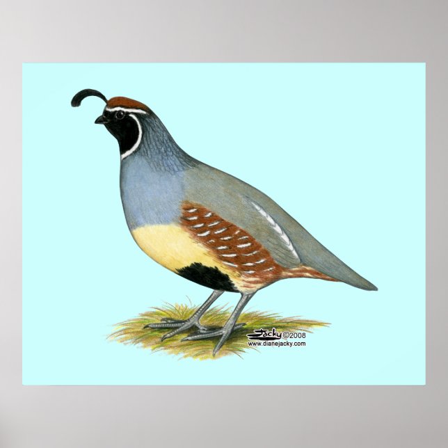 Póster La codorniz del desierto de Gambel (Frente)