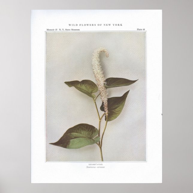 Póster La cola de Lizard - Saururus cernuus (Frente)