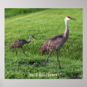 Póster La colina de la arena Cranes el poster