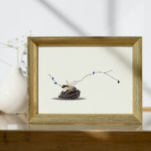 La concha de marfil y la concha de marfil