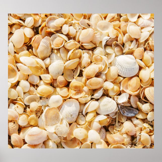 Póster La concha texturaba el fondo de la playa de verano (Frente)