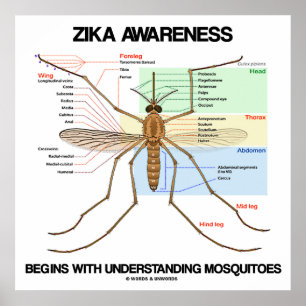 Póster La conciencia de Zika comienza a entender