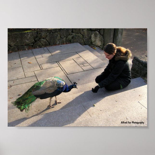 Póster La Confianza de un Pavo Real (Frente)