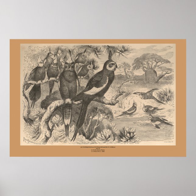 Póster La Corella (Frente)