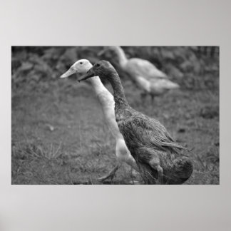 Póster La corrida de los patos