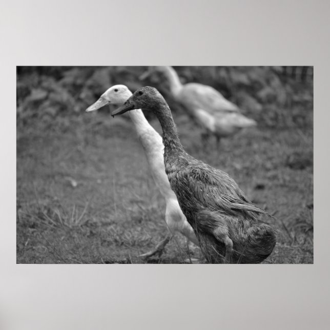 Póster La corrida de los patos (Frente)