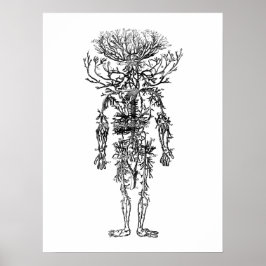 Póster La cosecha de anatomía humana de las arterias