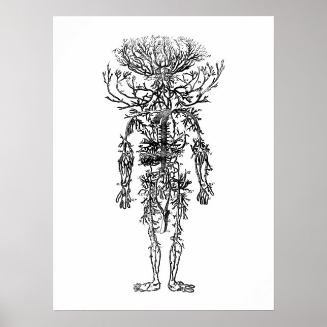 Póster La cosecha de anatomía humana de las arterias (Frente)
