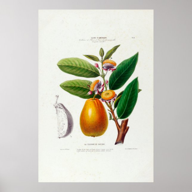 Póster La Couyave De Cayenne Vintage Pear Botánico (Frente)
