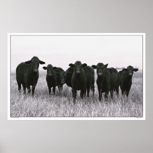 Póster La cuadrilla de Angus - ganado negro de Angus -