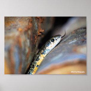 Póster La culebra de látigo herradura evasiva