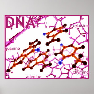 Póster La DNA basa pequeño
